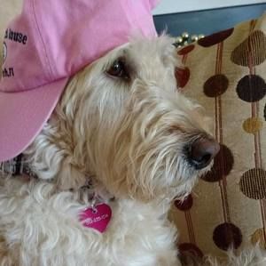 Meet your Posher, Terry